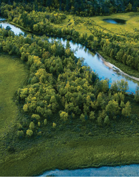 A river flowing through a lush forest