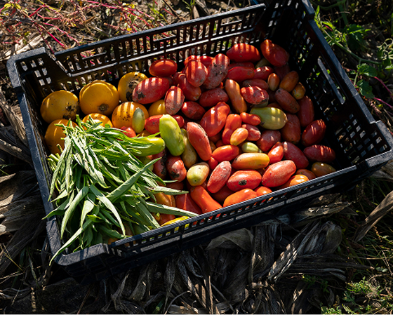 A basket of fresh produce